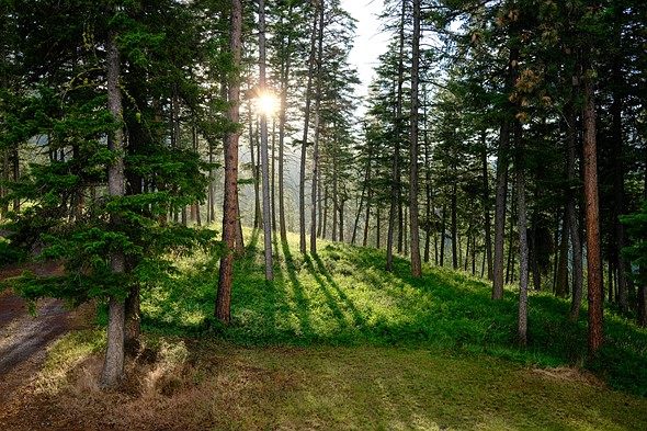 The sun sets behind trees in an emerald green forest