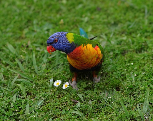 Rainbow Lorikeet