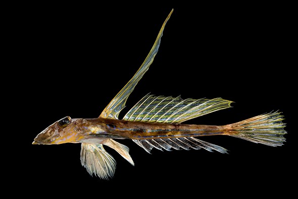 a male Common Dragonet fish is placed on a black background