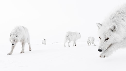 a pack of white wolves is scattered across a vast snowy landscape
