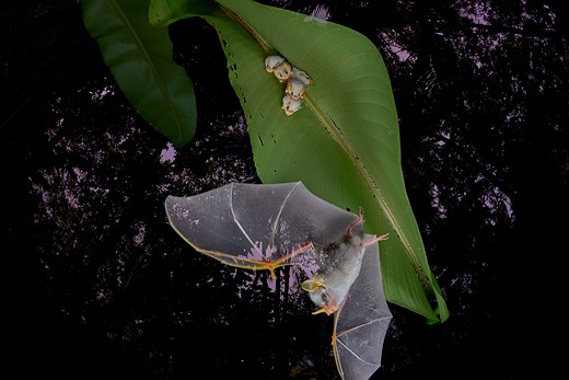a bat flies away from a leaf with baby bats nestled in