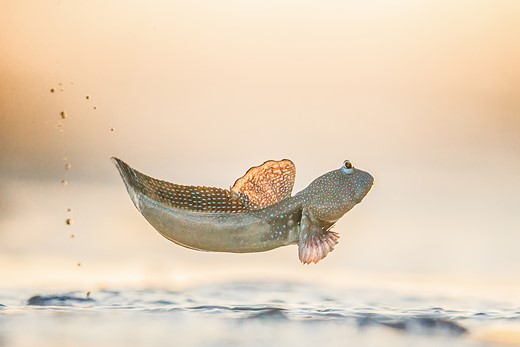 a mudskipper leaps above the water