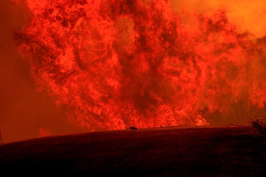 a tiny mouse runs in front of a wall of fire