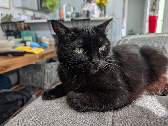 a black cat sits on a gray couch in a cluttered living room