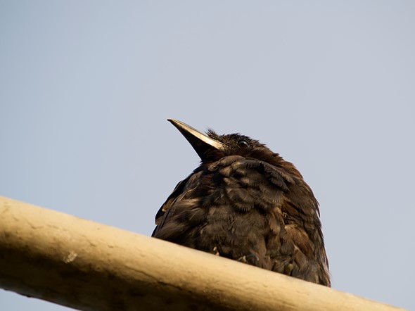 Crow sitting on light post