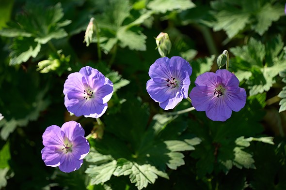 Close-up of four purple flowers