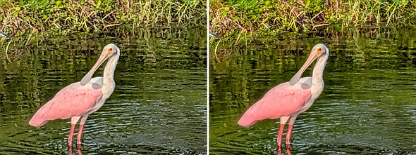two images of a pink and white bird with spoon-shaped bill standing in shallow water are placed side by side