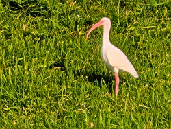 a white bird with long curved beak stands in grass-2