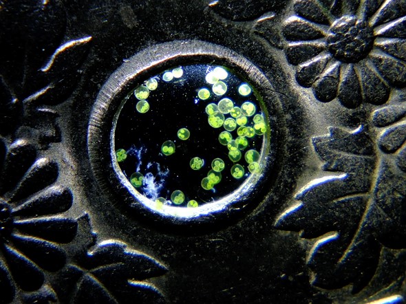 algae suspended in the middle of a coin