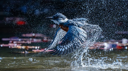 CC 1 GrandPrize Winner Aud APA-LA-2025 Ringed-Kingfisher A1 42286-0 Photo-Felipe-Esteban-Toledo-Alarcon LR