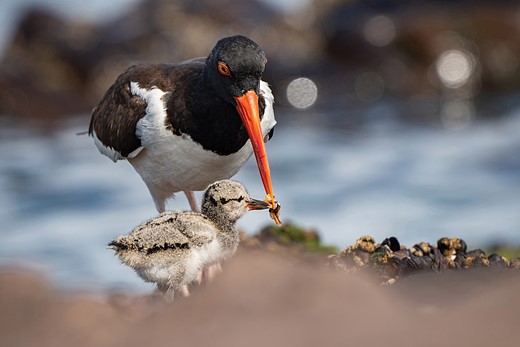CC CoastalBirds-Chile Winner Aud APA-LA-2025 American-Oystercatcher A0 40151-2 Photo-Francisco-Castro LR