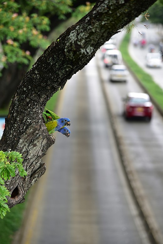 CC BirdsInLandscapesColombia Winners Aud APA-LA-2025 Blue-headed-Parrot A0 40287-1 Photo-Shamir-Shah LR