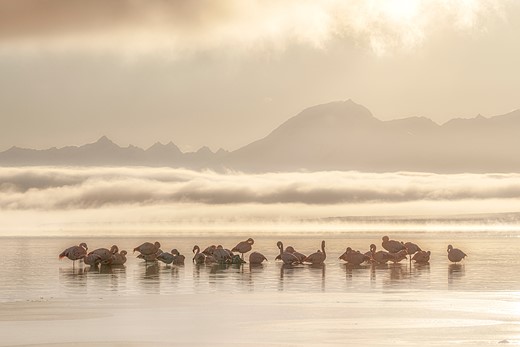 CC BirdsInLandscape-Chile Winner Aud APA-LA-2025 Chilean-Flamingo A1 41696-3 Photo-Caro-Aravena-Costa LR
