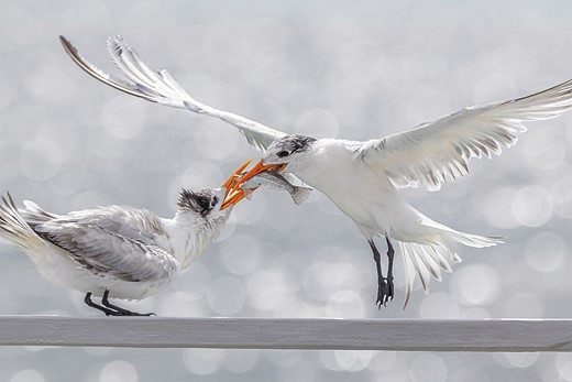 CC BirdWithoutBorders Winner Aud APA-LA-2025 Royal-Tern Y0 39841-3 Photo-Jacobo-Giraldo LR