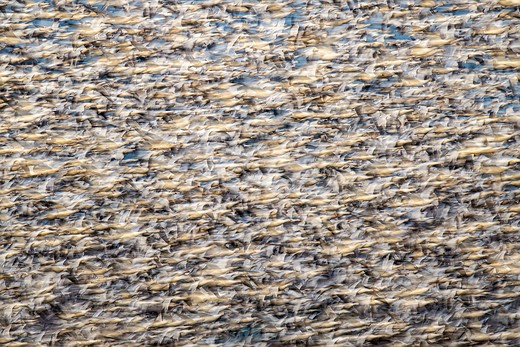 USCA BirdsWithoutBordrs Winner Aud APA-NA-2025 Snow-geese A1 32896-4 Photo-Yoshiki-Nakamura LR