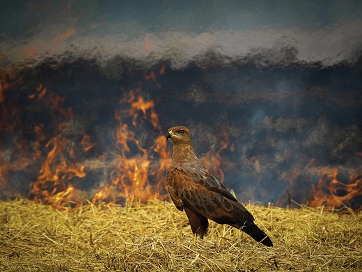 CC Conservation Winner Aud APA-LA-2025 Savanna-Hawk A1 40634-0 Photo-Luis-Alberto-Pen?a LR