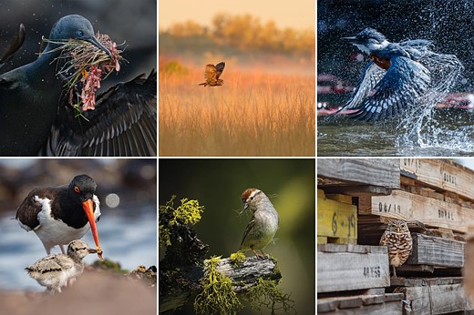 Audubon society 2025-winners-grid
