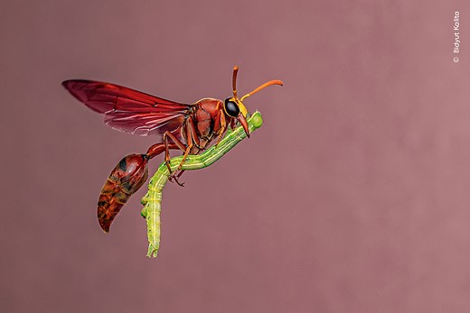  hard-working potter wasp mid-flight with caterpillar prey for its young