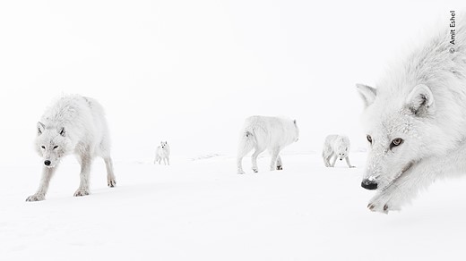 an inquisitive pack of Arctic wolves