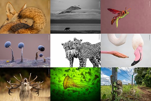 A-sneak-peek-of-highly-commended-photos-from-the-Wildlife-Photographer-of-the-Year-competition