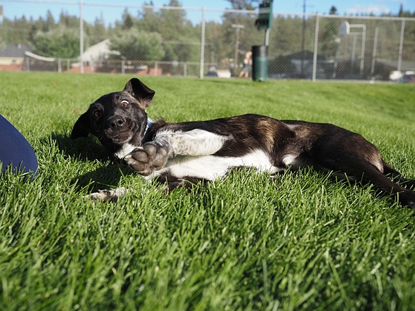 dog_rolling_around_in_grass