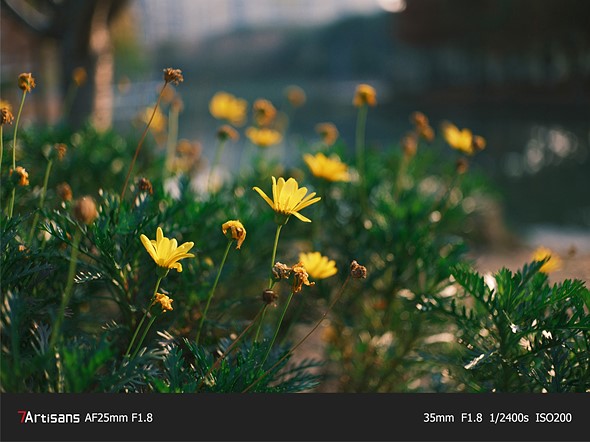 small yellow flowers extend on stems in green foliage in front of a blurred background