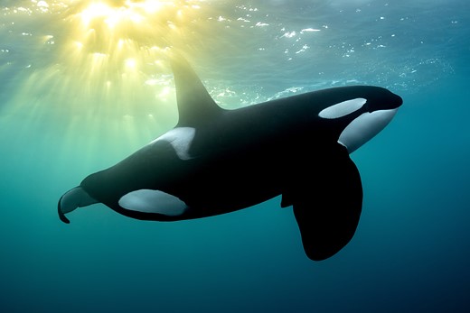 an orca swims near the surface with warm light spilling around it