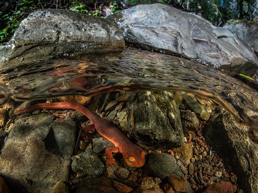 a newt hands out underwater in a rocky stream