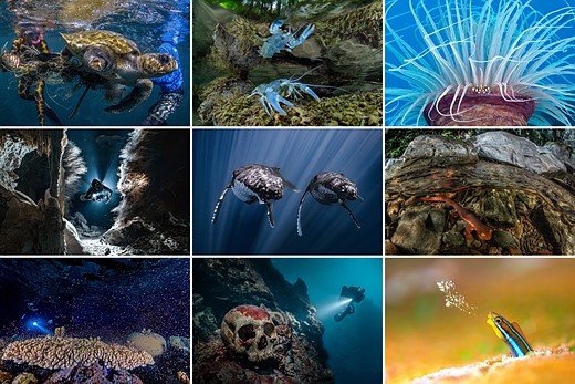 a grid of nine underwater images