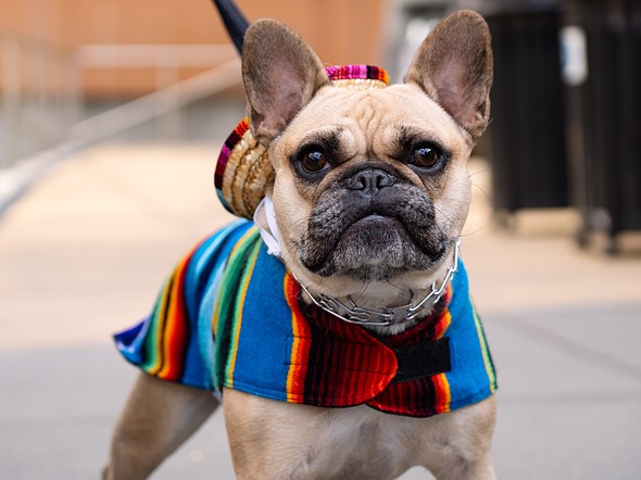 a bulldog wearing a mexican poncho and a sombrero