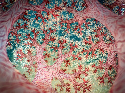 1st-Underwater-Fractal Forest-Ross Gudgeon-CUPOTY 7