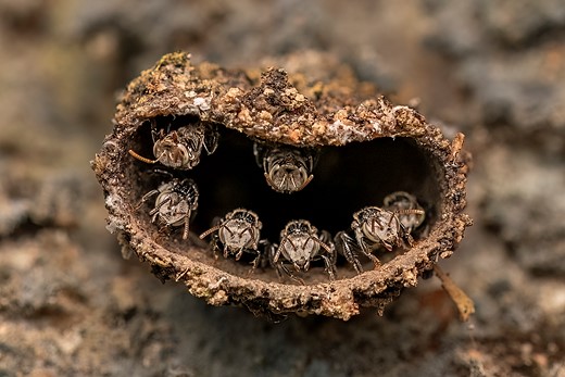 1st-Young-Guardians of the Hive-Rithved Girish-CUPOTY 7