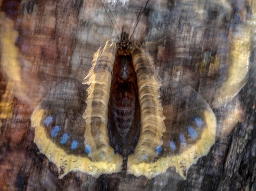 1st-Butterflies-Butterfly Flash-Pa?l Hermansen-CUPOTY 7