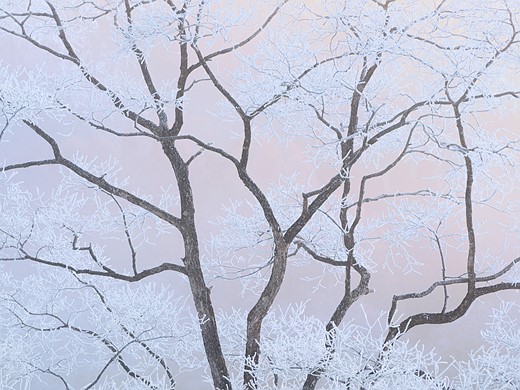 1st-Intimate Landscape-Dreamy State-Sho Hoshino-CUPOTY 7