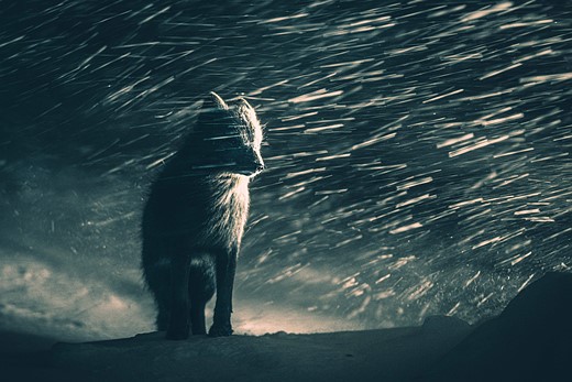 a fox stands in a snow storm on a snowy bank