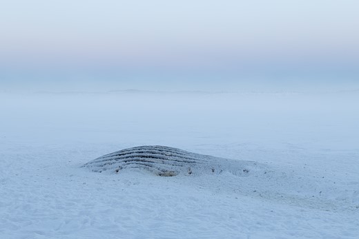 Oda Fjellang - Oda BalkeFjellang Hval pa? land Moss FF2026Winner