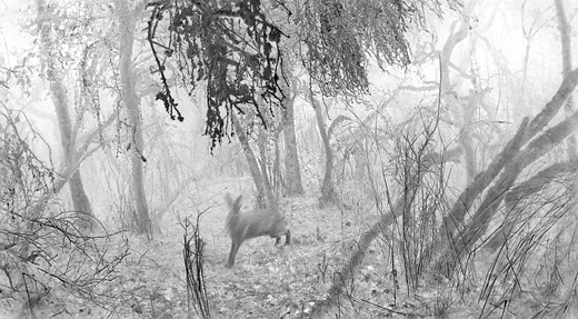 3977 11111 WolfgangDuerr Germany Professional WildlifeNature 2026