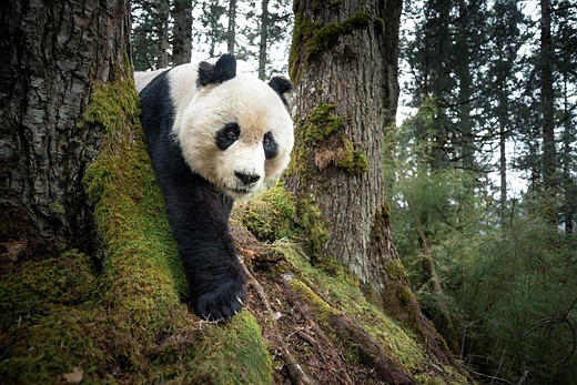 025-AsiaPacificAndOceania-SIN-Rob G. Green-National Geographic Society-Henry Luce Foundation