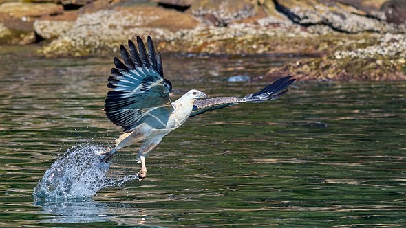 DSD 5736L - White-bellied Sea Eagle catching a fish - Lance Blackburn