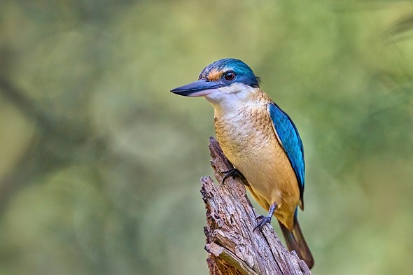 DSC 1910L - Sacred Kingfisher - Lance Blackburn