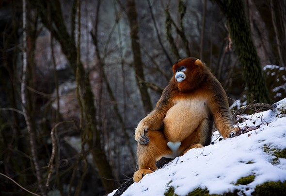 j Golden Snub Nosed Monkey 12-1-2026 21