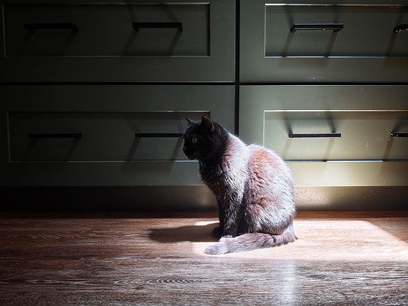 black cat sitting in the sunlight