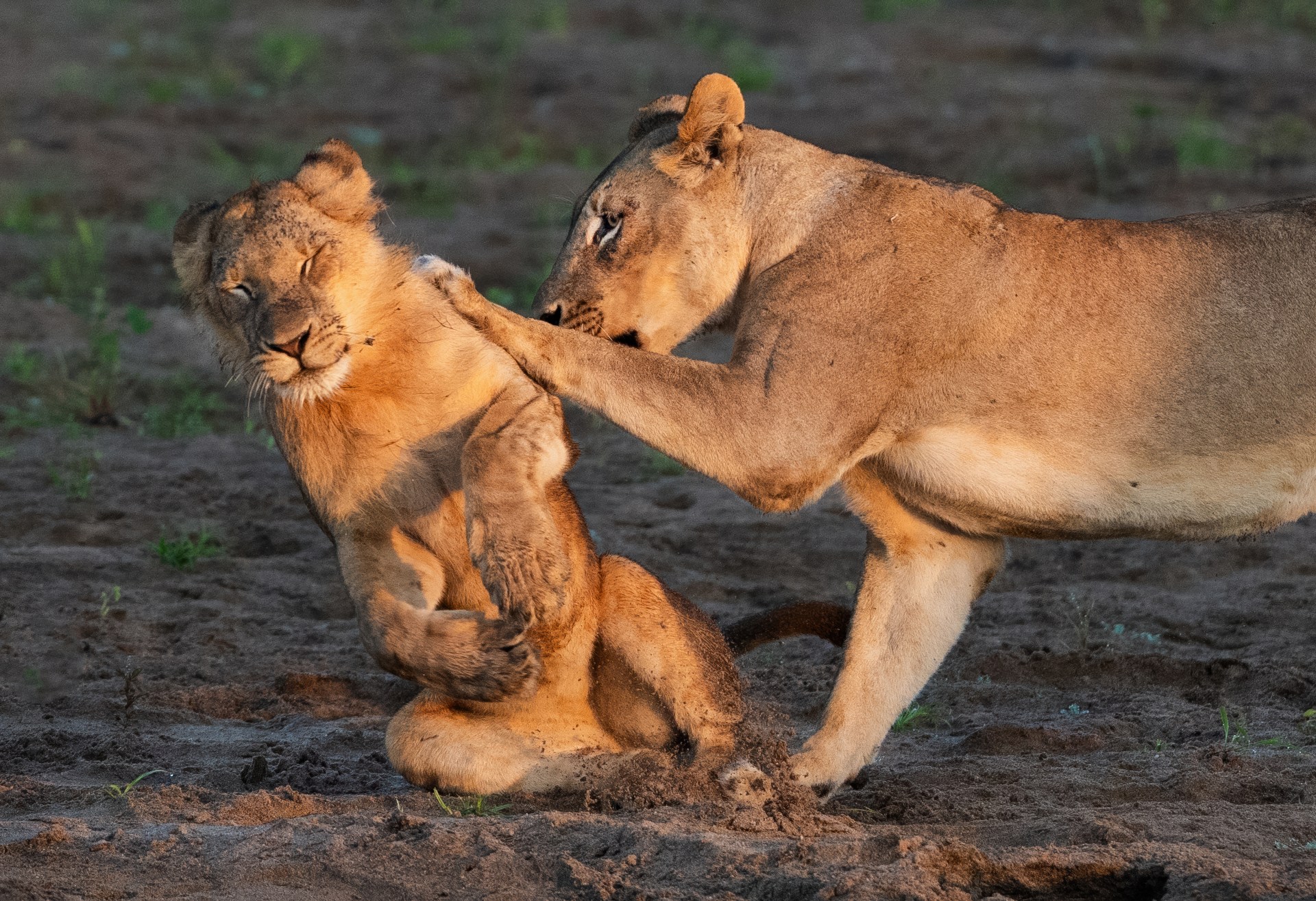 Two lions on sandy ground, one nuzzling the other’s neck with a paw.