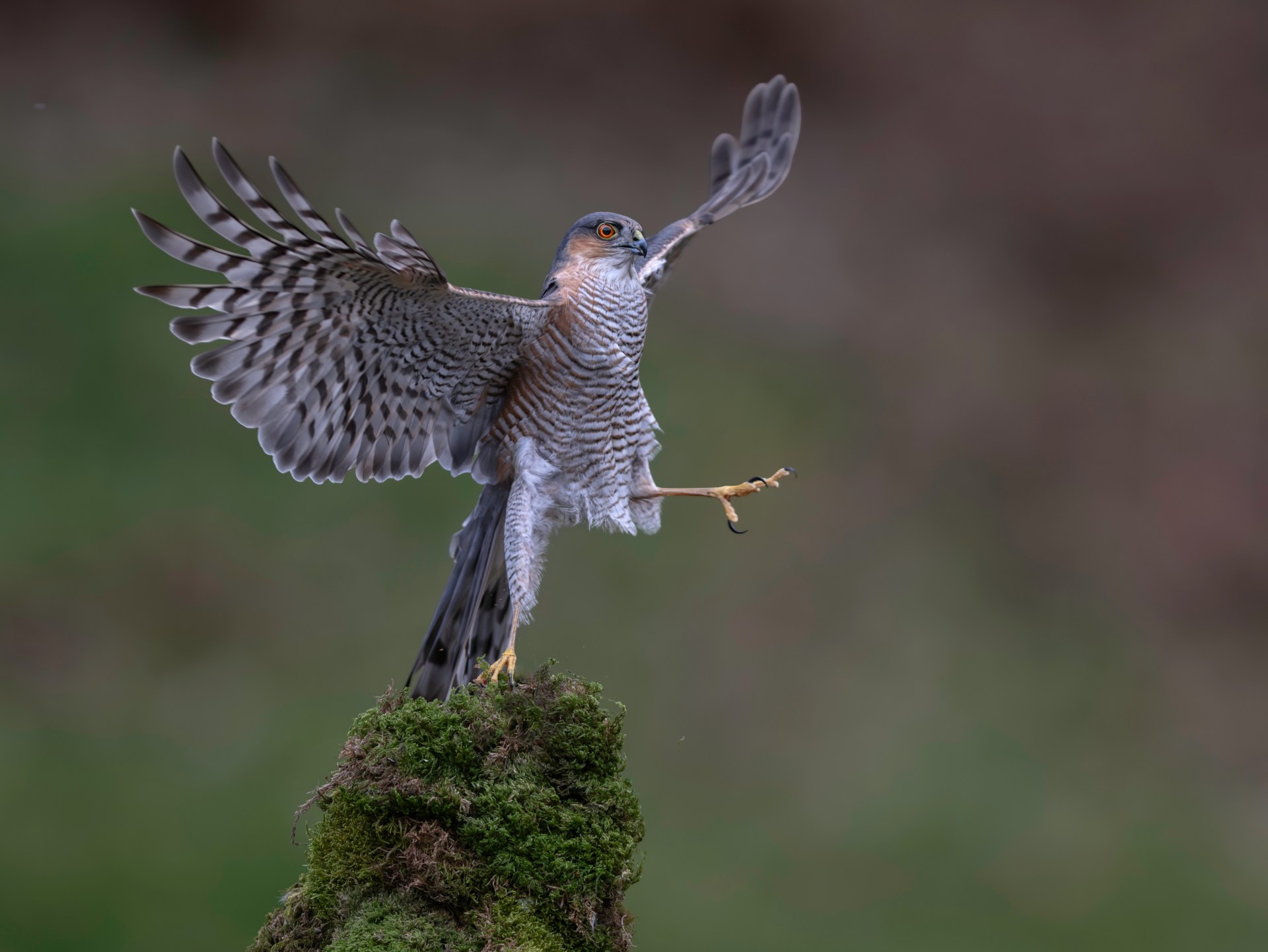 Gray hawk with barred wings perched on moss, wings spread against a blurred background.