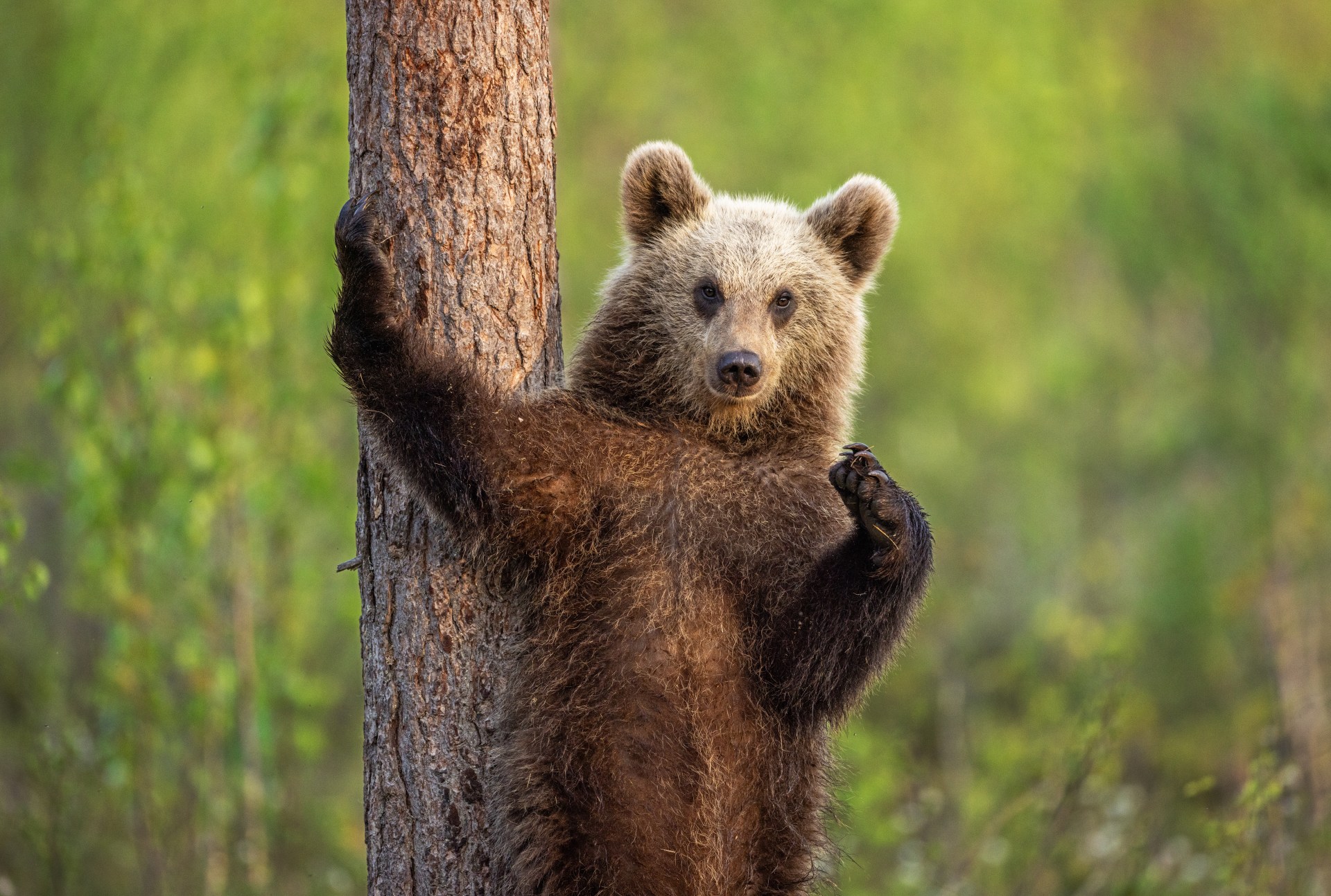 Brown bear cub climbing a tree against a blurred green forest background.