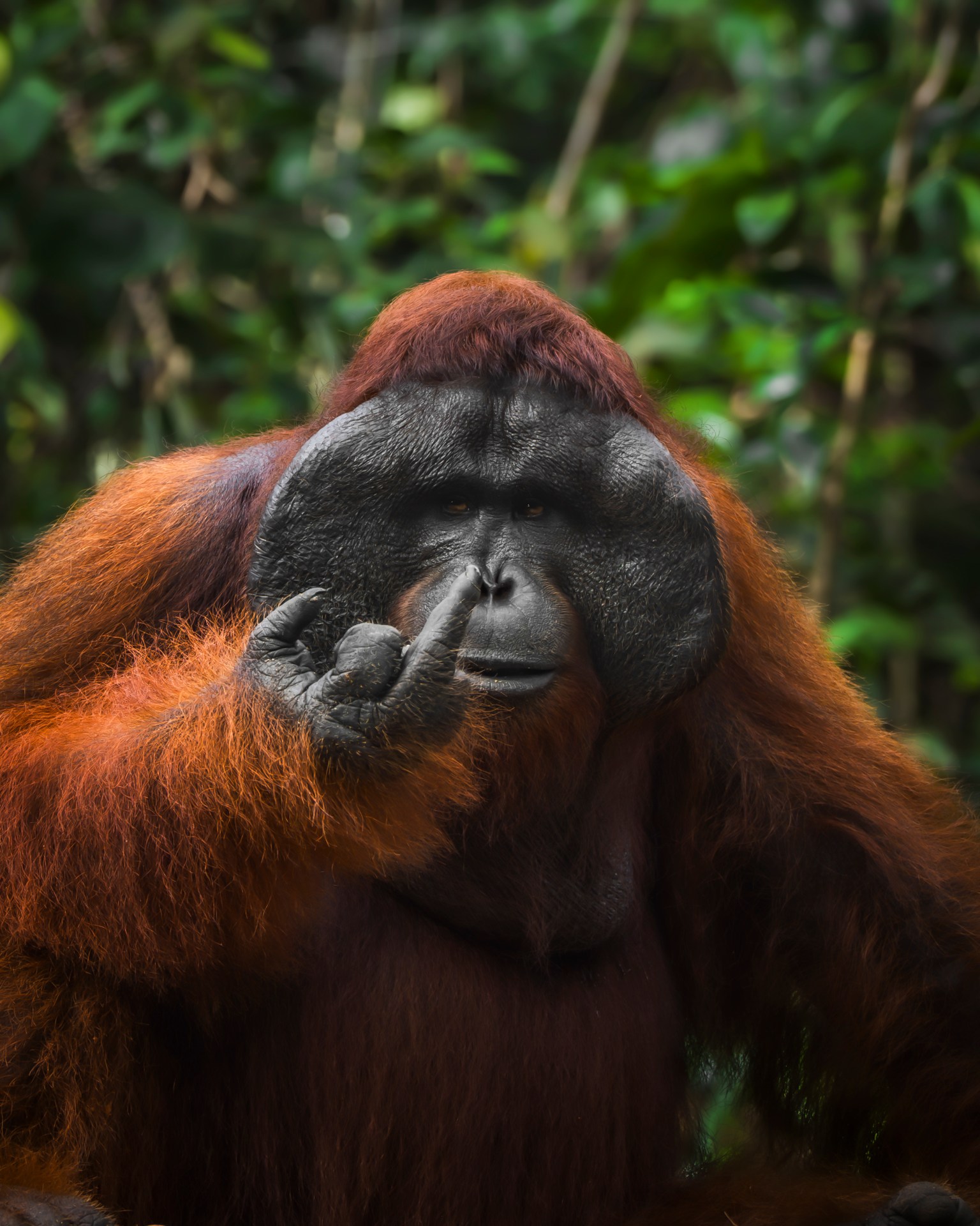 Orangutan with reddish-orange fur and a black face touching its nose against a blurred green forest background.