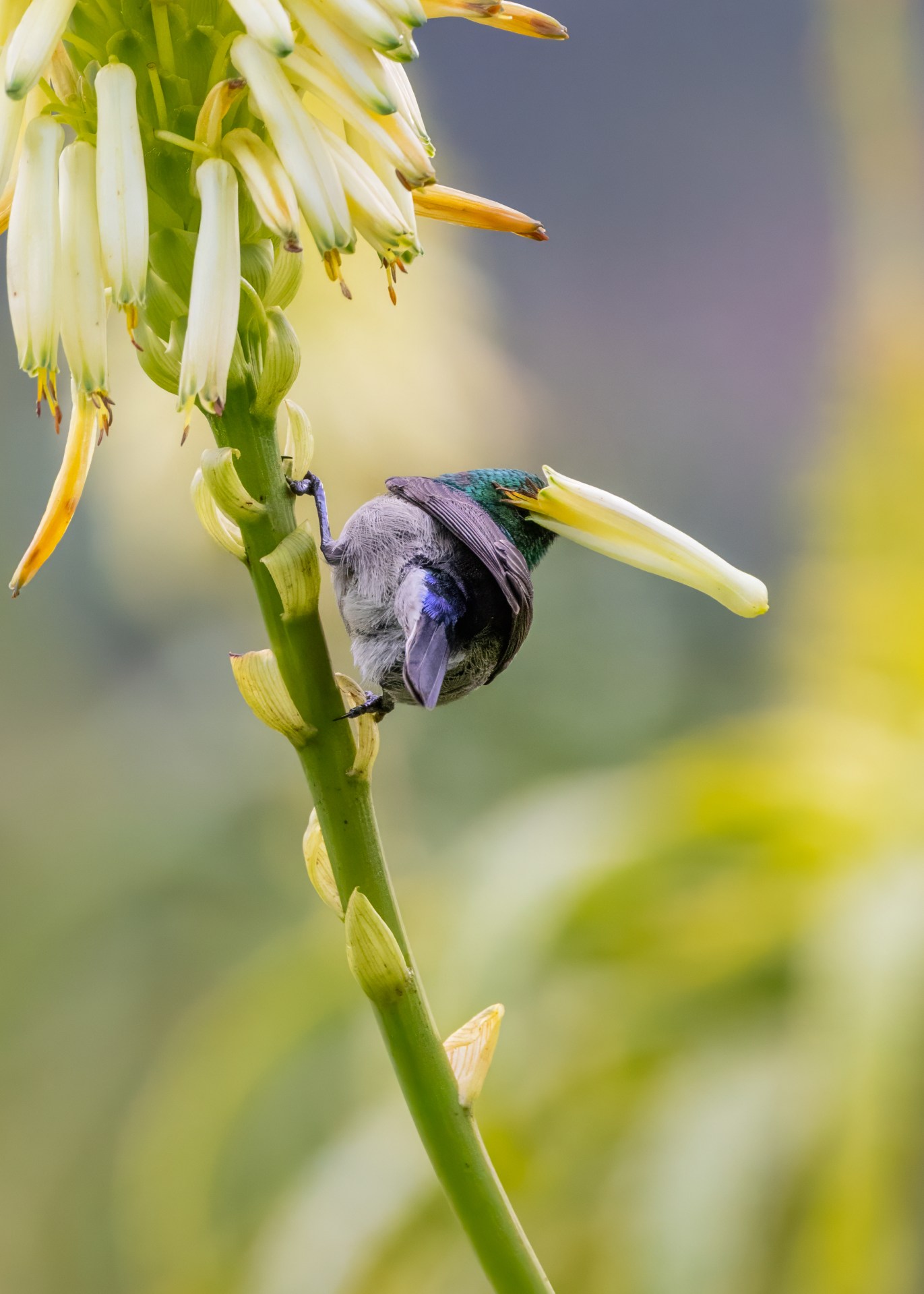 Small iridescent hummingbird feeding from a pale yellow flower on a green stalk.