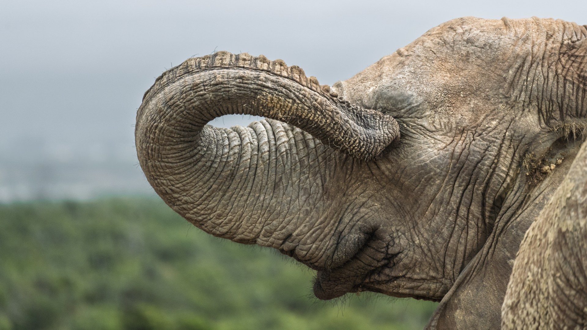 Close-up of an elephant’s curled trunk and wrinkled head against a blurred green landscape.