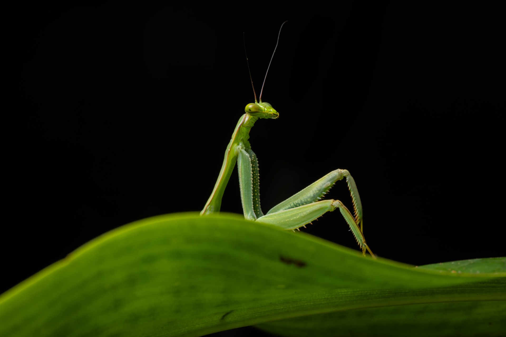 Green praying mantis perched on a bright green leaf against a black background.