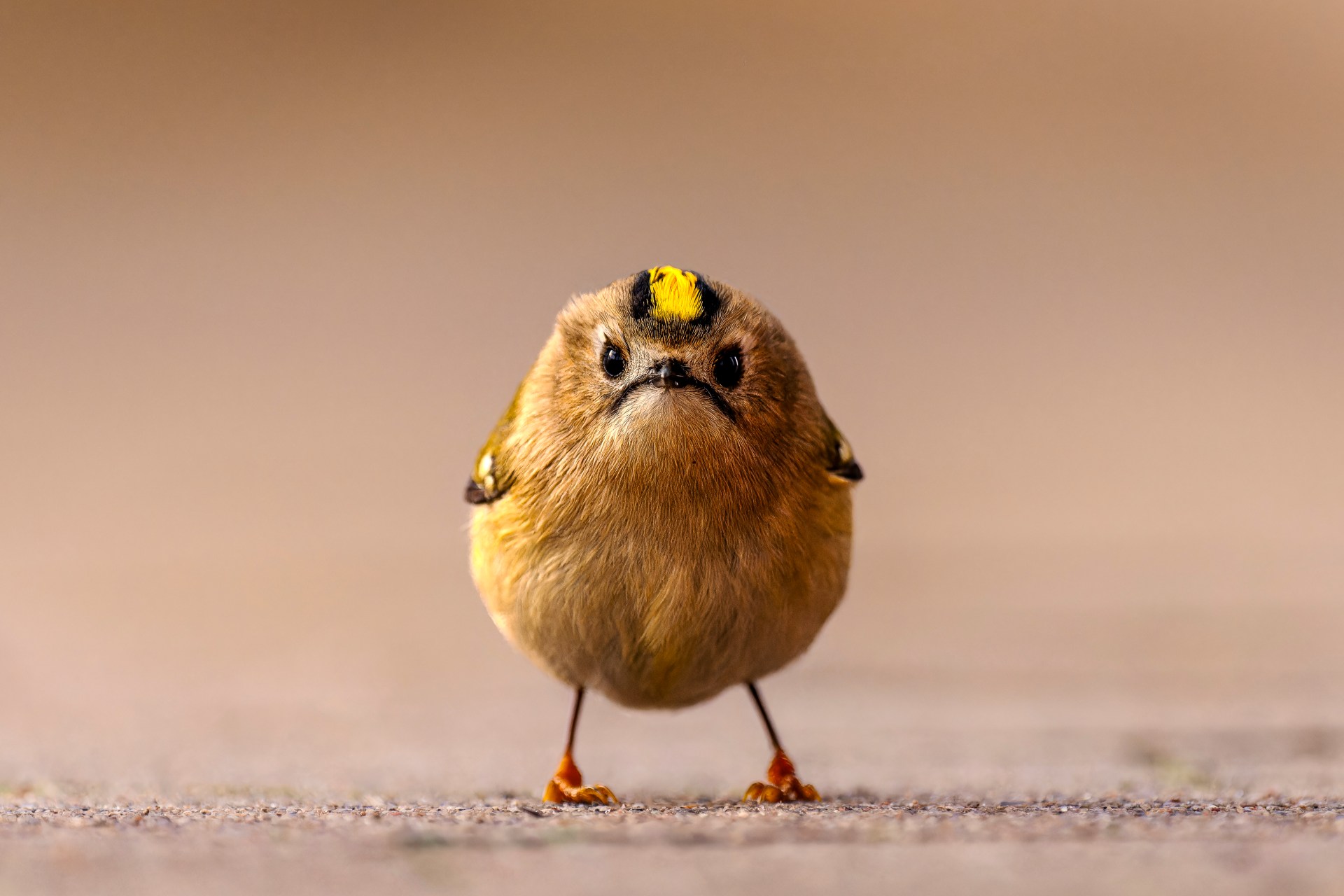Small brown bird with a yellow crown standing on pavement against a blurred background.